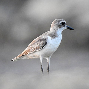 Greater Sand-Plover